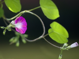 牵牛花和矮牵牛的区别：牵牛花是藤本植物，喜欢缠绕生长；矮牵牛是草本植物，一般匍匐于地面生长