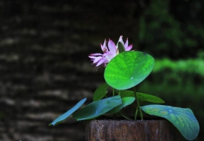 莲藕种植技术：莲藕是喜光、喜温性植物，整个生命周期不能离开水