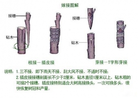 柿子树嫁接时间：柿子树嫁接时间一般在3月下旬至4月下旬，以4月中旬最佳