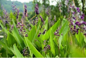 再力花是什么：竹芋科，多年生挺水草本