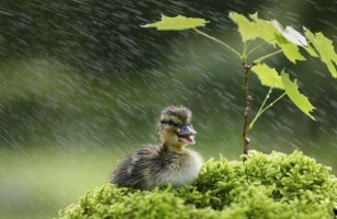 哪些植物可以预报天气