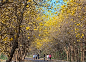 黄花风铃木病虫害防治