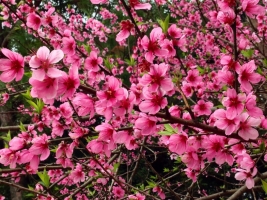 桃花和梅花的区别：桃花颜色一般为粉红色或淡粉色，梅花的颜色种类多也比较深