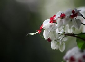 龙吐珠不开花原因以及处理方法