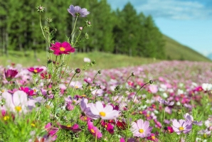 格桑花的花期：格桑花的花期在6—9月， 但最佳观赏期在七八月份