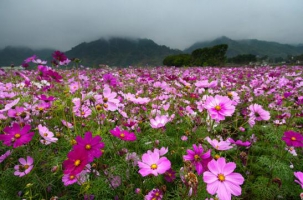 格桑花什么时候播种，格桑花播种到开花多久