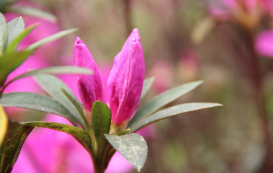 杜鹃花花苞