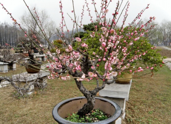 盆栽梅花