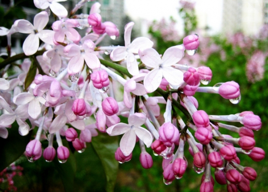 雨后丁香花