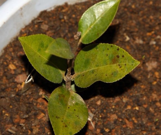 受冻后的山茶