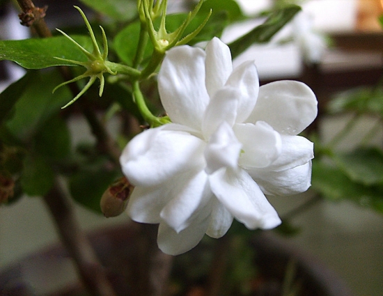 漂亮的茉莉花图片