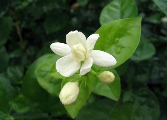 清雅馨香的茉莉花图片