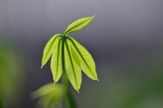 翠绿的鸭掌木图片