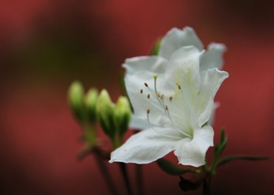 白色的杜鹃花图片