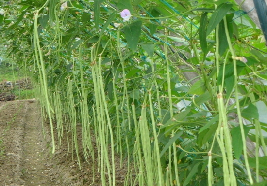 种植豆角的菜园