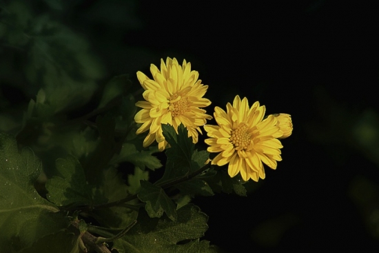 黄菊花