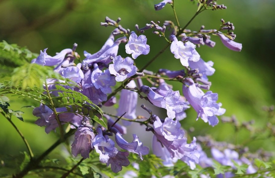 淡淡的蓝花楹