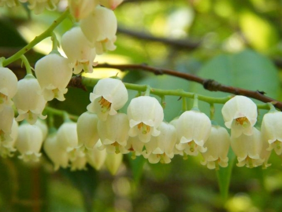 蓝莓花开