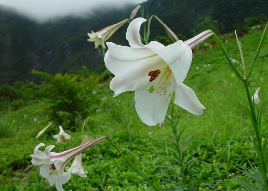 野外的百合花