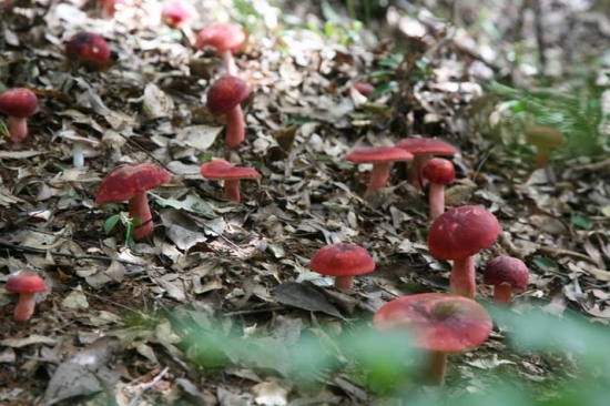 祥云红菇