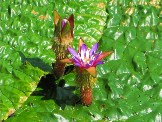 芡实花开