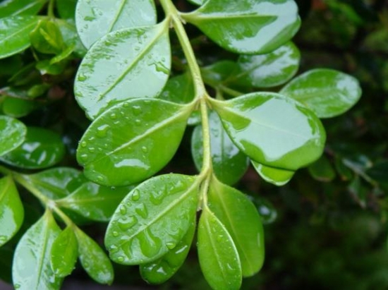 雨后的黄杨枝叶