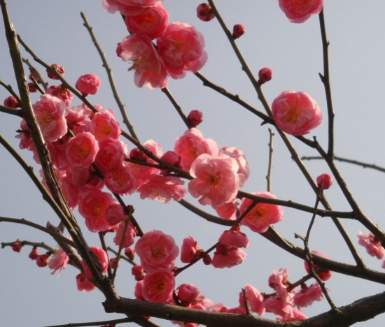 盛开的腊梅花