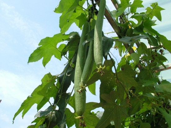 丝瓜的种植方法