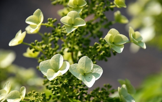 植物的特点