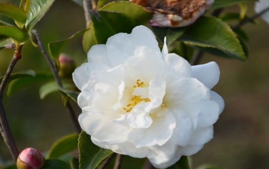 山茶花（图二）