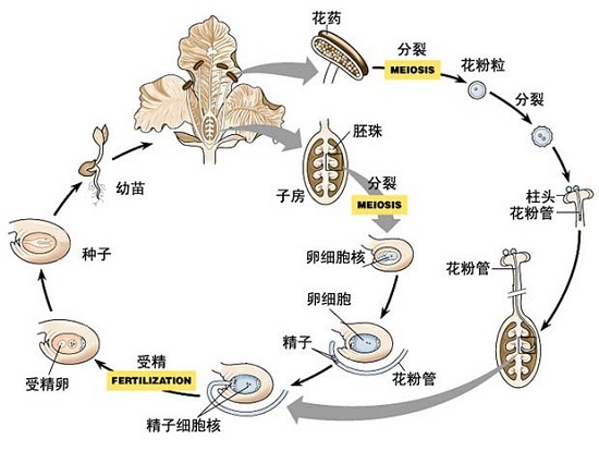 被子植物发育示意图