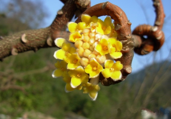 结香花树