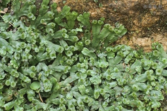 苔纲地钱亚纲——地钱