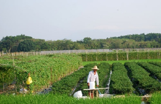 小香葱种植田间管理