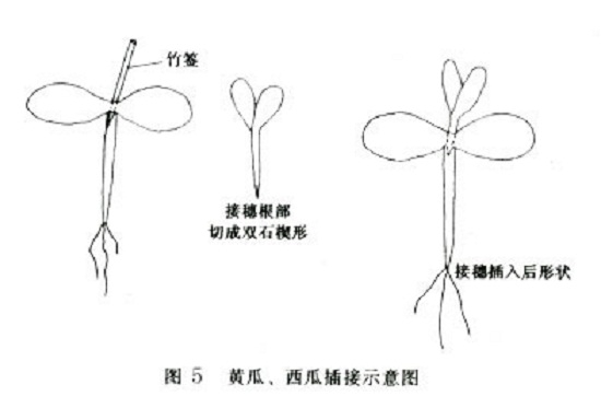 西瓜的插接法示意图