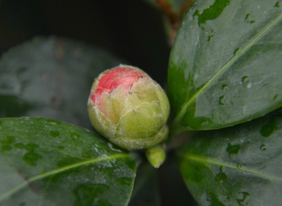 茶花花苞