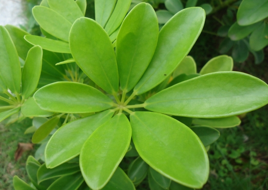 植物叶形与风水的关系