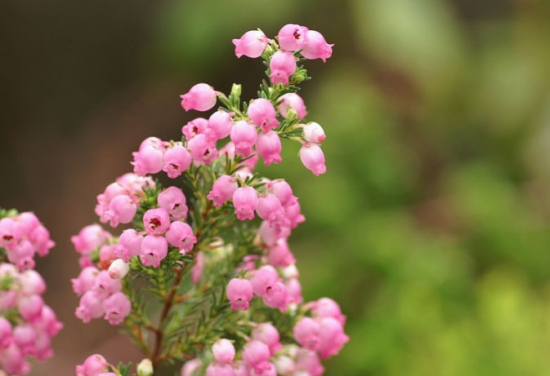 铃兰的花期调控