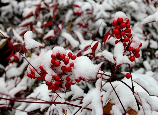 南天竹与雪