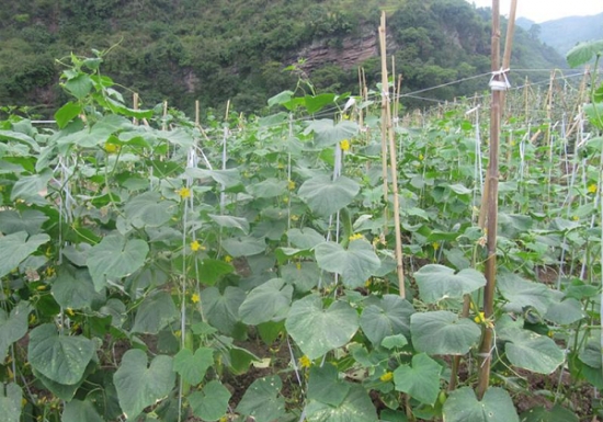 露地栽植黄瓜种植管理技术