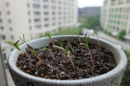 波斯菊幼苗