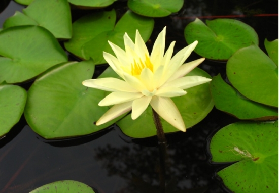 室内水生植物