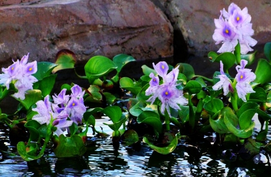 室内水生植物——水葫芦