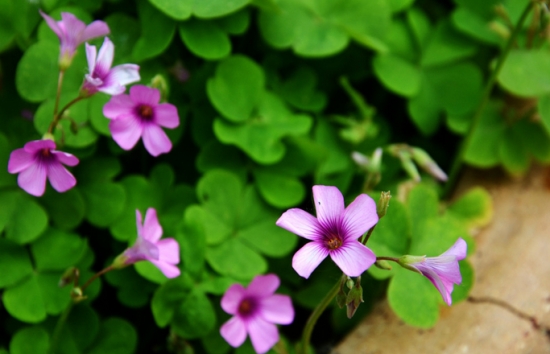 红花酢浆草