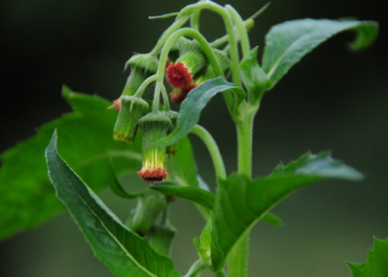 野茼蒿