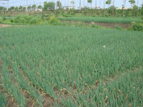 胡葱的种植基地