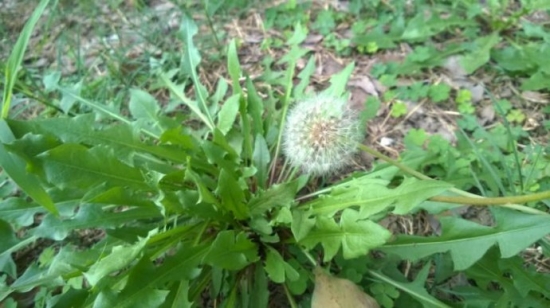 蒲公英的功效作用及食用方法