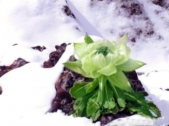 天山雪莲的介绍