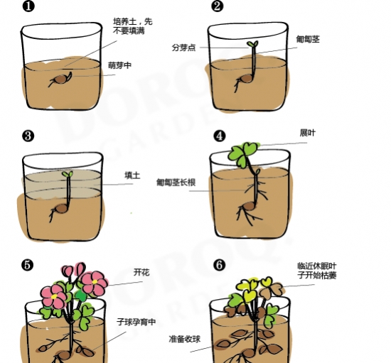 高个酢浆草怎么种？美如画