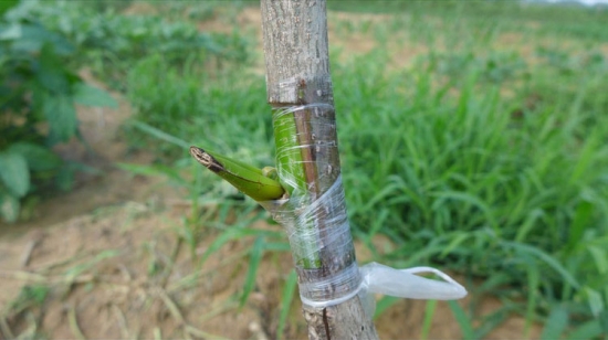 核桃嫁接方法